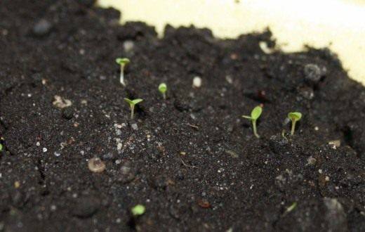 When to plant petunias for seedlings in 2022