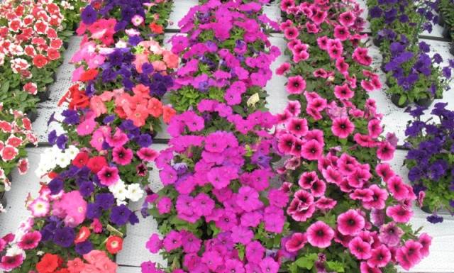 When to plant petunias for seedlings in 2022