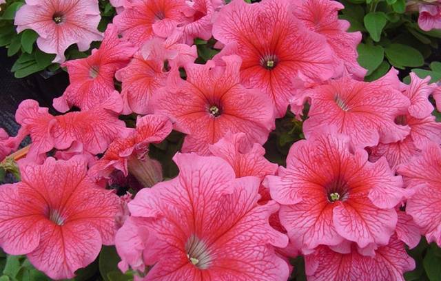 When to plant petunias for seedlings in 2022