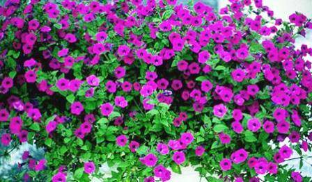 When to plant petunias for seedlings in 2022