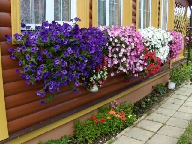 When to plant petunias for seedlings in 2022