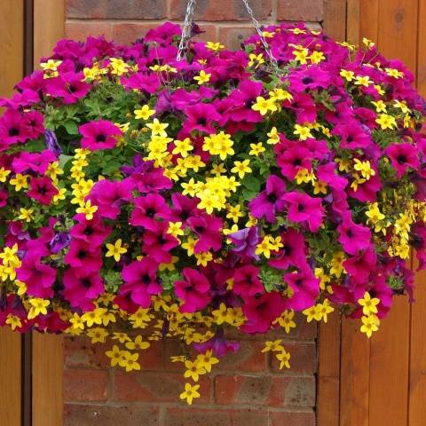 When to plant petunias for seedlings in 2022