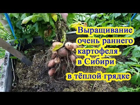 When to plant potatoes in Siberia in 2022: according to the lunar calendar, in May