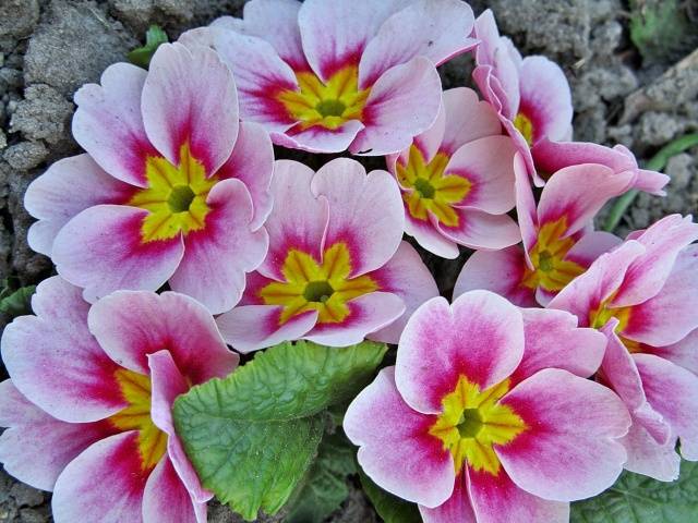 When to plant primroses in open ground