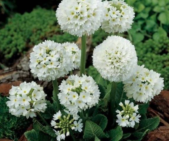 When to plant primroses in open ground