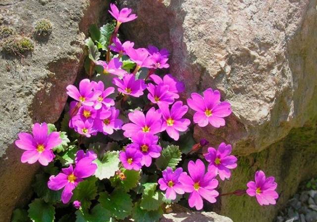 When to plant primroses in open ground