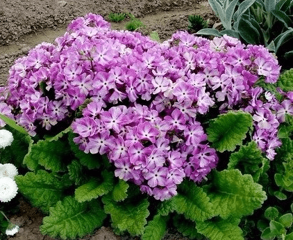 When to plant primroses in open ground