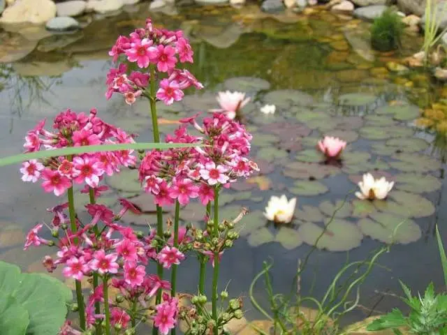 When to plant primroses in open ground