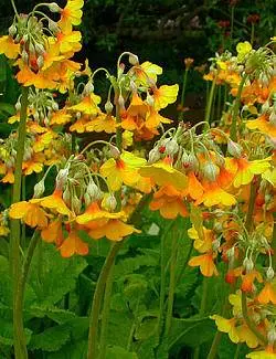 When to plant primroses in open ground