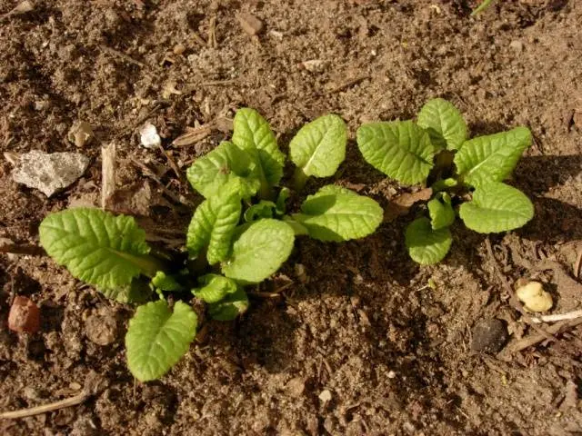 When to plant primroses in open ground