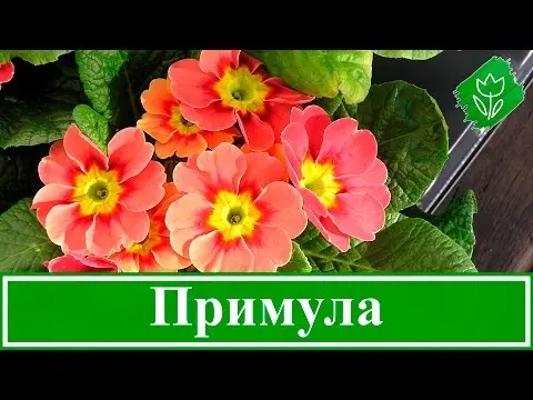 When to plant primroses in open ground