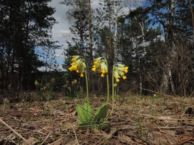 When to plant primroses in open ground