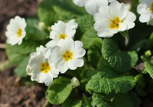 When to plant primroses in open ground