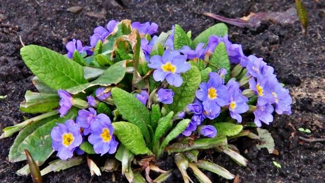 When to plant primroses in open ground