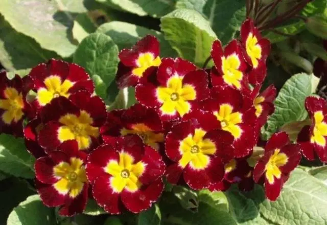 When to plant primroses in open ground