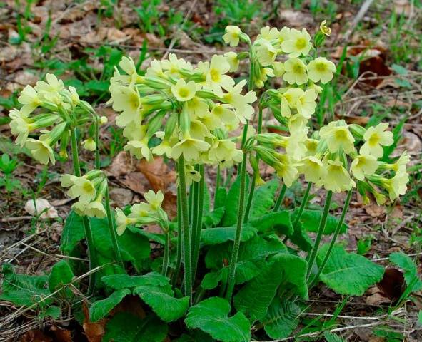 When to plant primroses in open ground