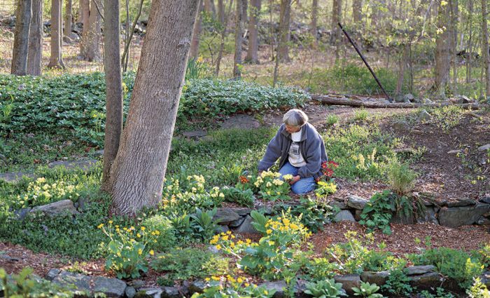 When to plant primroses in open ground