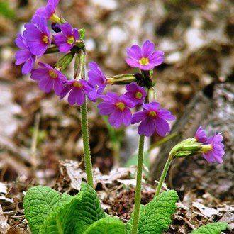 When to plant primroses in open ground