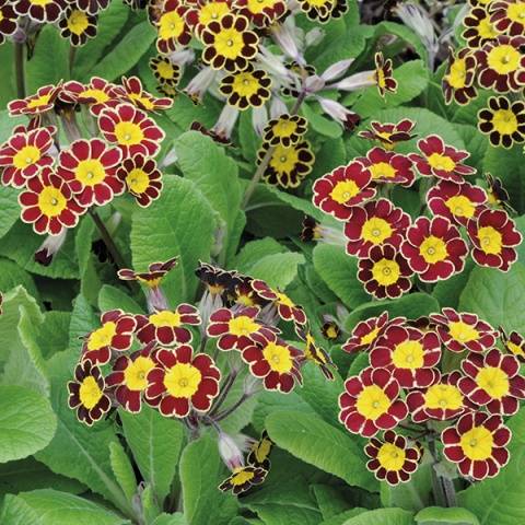 When to plant primroses in open ground