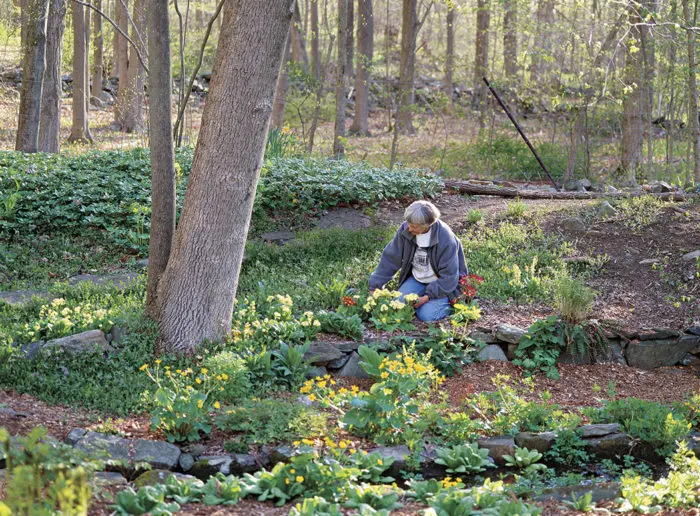 When to plant primroses in open ground