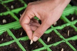 When to plant pumpkin seedlings