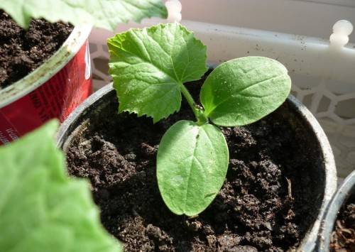 When to plant pumpkin seedlings