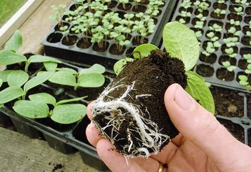 When to plant pumpkin seedlings