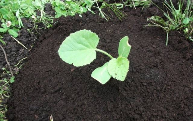 When to plant pumpkin seedlings