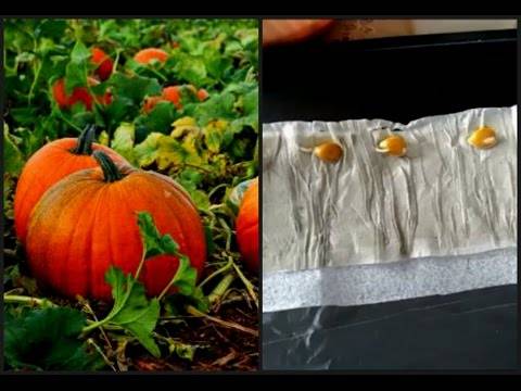 When to plant pumpkin seedlings