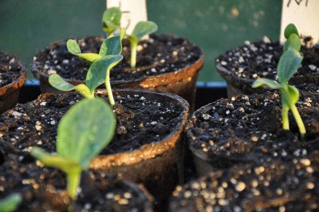 When to plant pumpkin seedlings