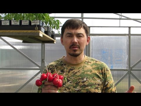 When to plant radishes in a polycarbonate greenhouse in early spring: in March, in April, in the Moscow region, in the Urals, in Siberia, according to the lunar calendar