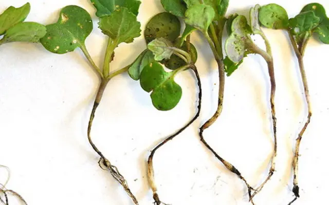 When to plant radishes in a polycarbonate greenhouse in early spring: in March, in April, in the Moscow region, in the Urals, in Siberia, according to the lunar calendar