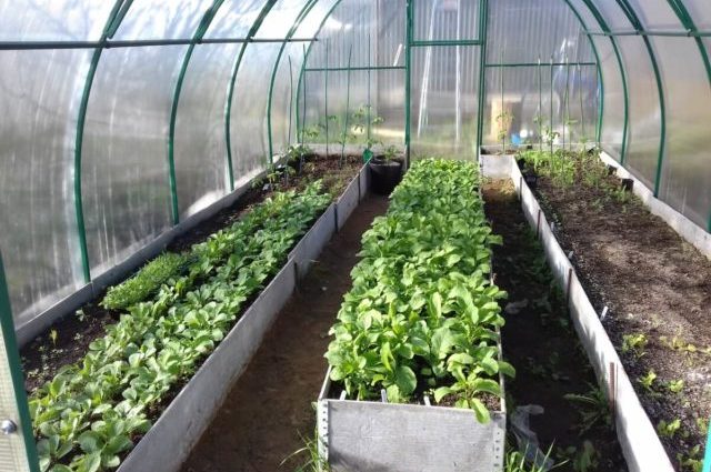 When to plant radishes in a polycarbonate greenhouse in early spring: in March, in April, in the Moscow region, in the Urals, in Siberia, according to the lunar calendar