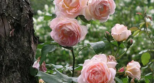 When to plant roses in autumn