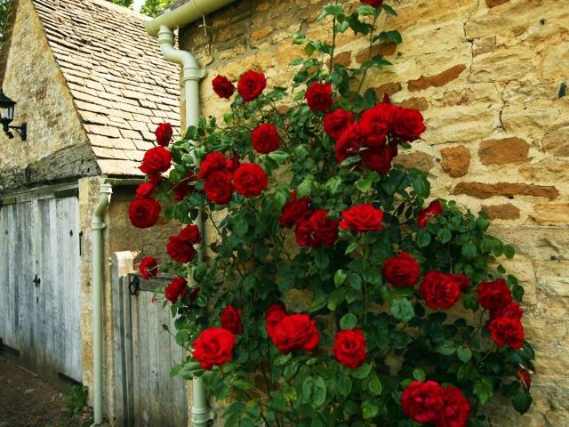 When to plant roses in autumn