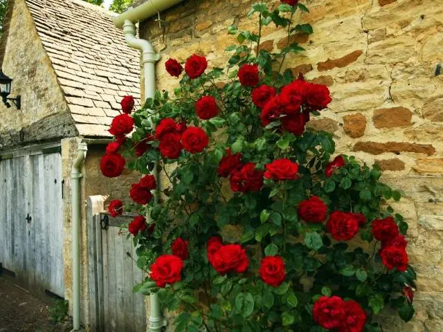 When to plant roses in autumn