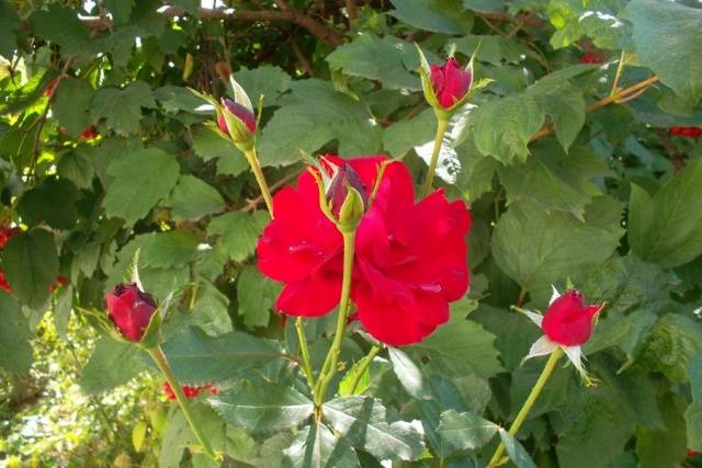 When to plant roses in autumn