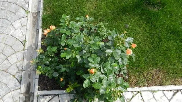 When to plant roses in autumn