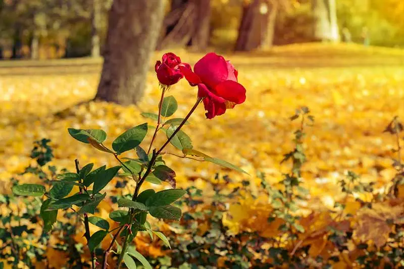 When to plant roses in autumn