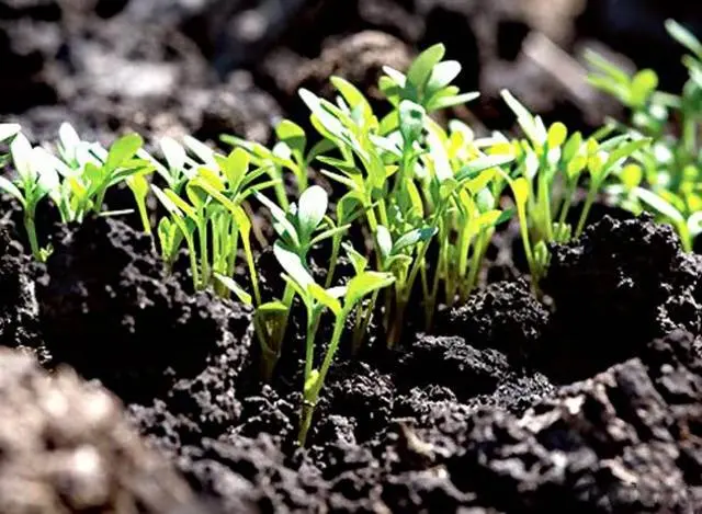 When to plant seedlings for seedlings