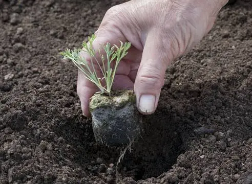 When to plant seedlings for seedlings