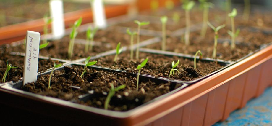 When to plant seedlings for seedlings