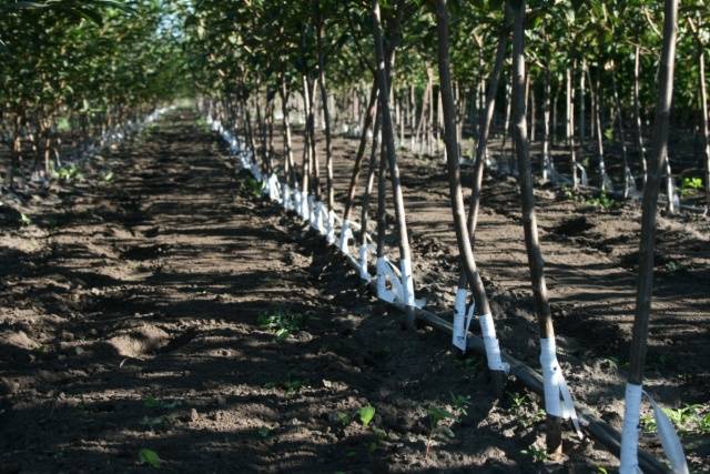 When to plant seedlings of fruit trees in spring