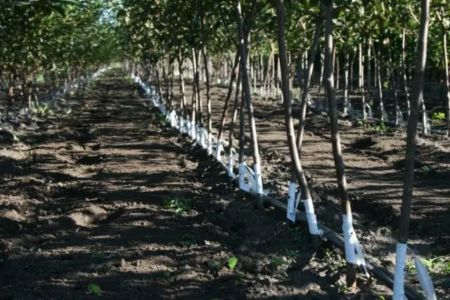 When to plant seedlings of fruit trees in spring