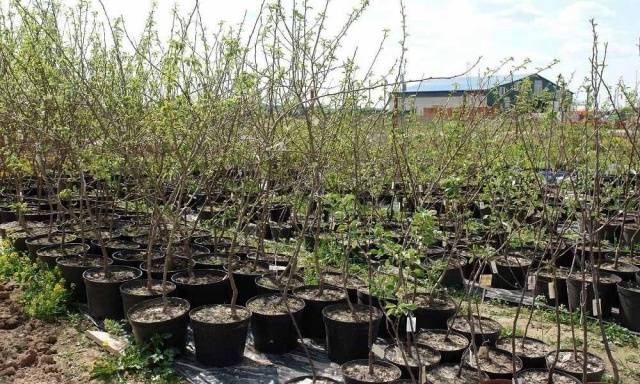 When to plant seedlings of fruit trees in spring