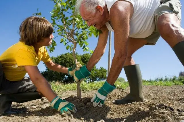 When to plant seedlings of fruit trees in spring