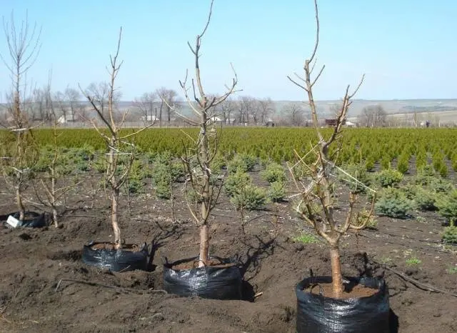 When to plant seedlings of fruit trees in spring