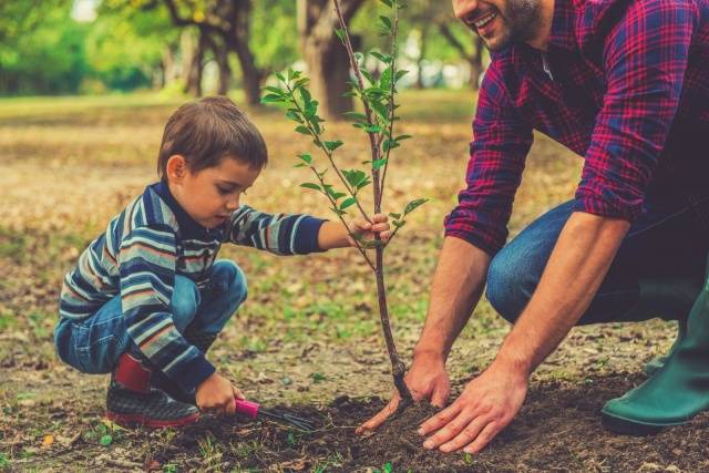 When to plant seedlings of fruit trees in spring