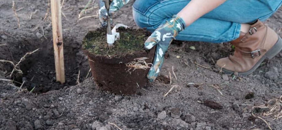 When to plant seedlings of fruit trees in spring