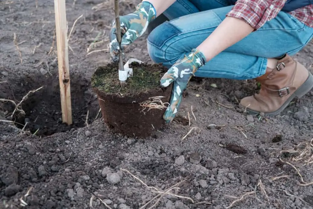 When to plant seedlings of fruit trees in spring